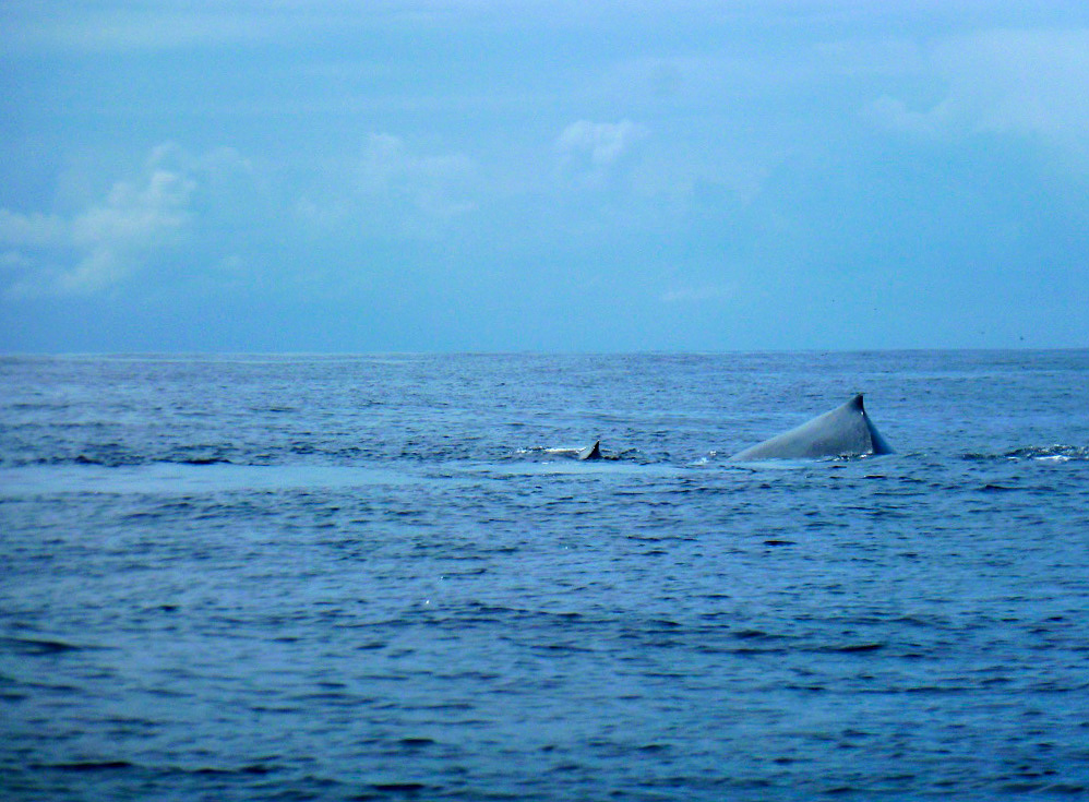 whales ocean ponto do ouro mozambique