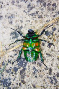 beetle okavango delta botswana