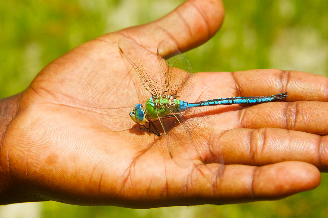 dragonfly botswana okavango delta