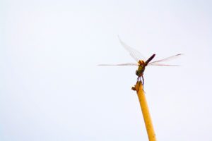 dragonfly okavango delta botswana