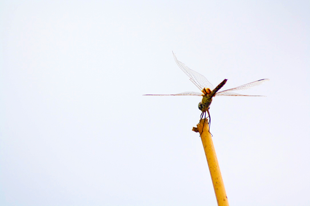 dragonfly okavango delta botswana