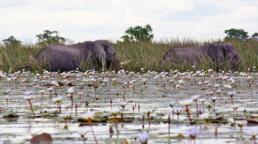 elephants okavango delta botswana