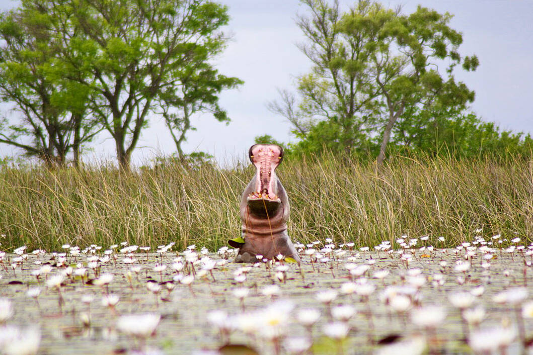 hippo okavango delta botswana