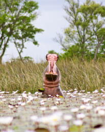 hippo okavango delta botswana