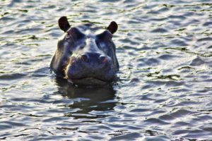 okavango delta hippo botswana