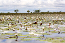 okavango delta waterlillies nature botswana