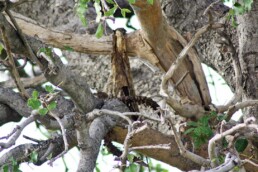 animal skeleton tree chobe national park botswana