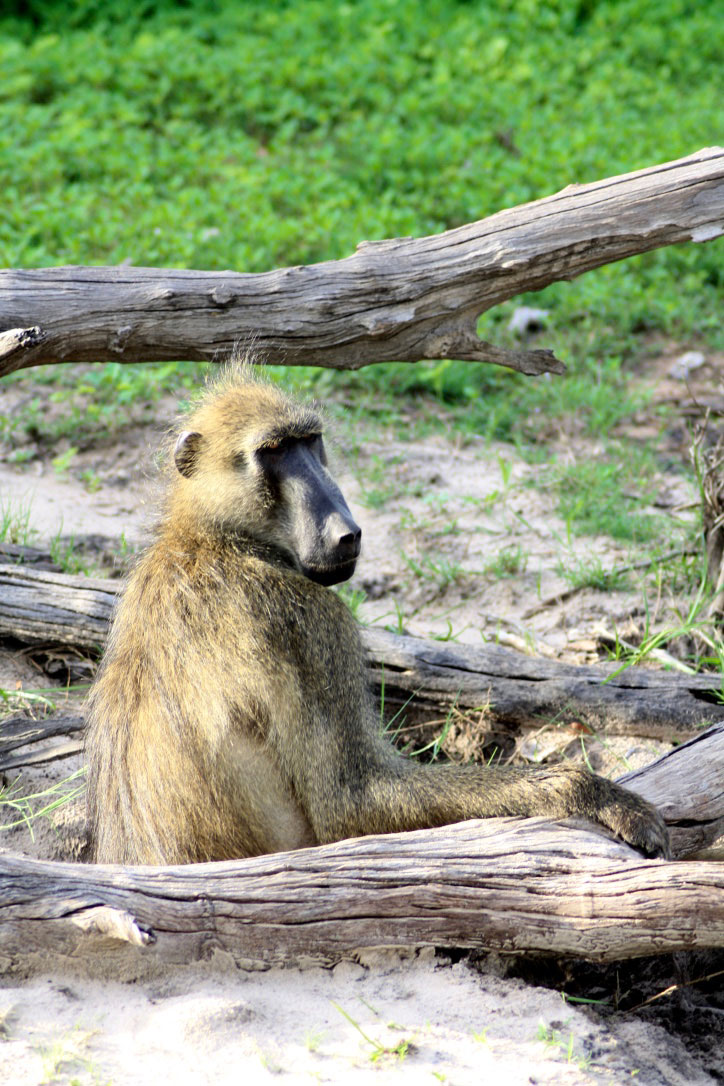 baboon chobe national park botswana
