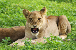 botswana chobe national park lion cub