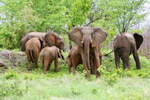 Elephant herd in Chobe National Park Botswana
