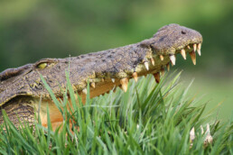 crocodile chobe river national park botswana