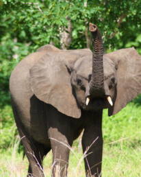elephant chobe national park botswana