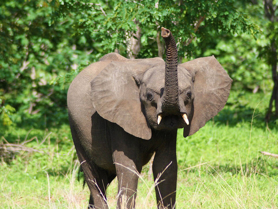 elephant chobe national park botswana