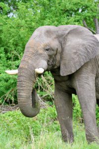 elephant wildlife safari chobe national park