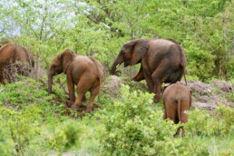 elephants botswana chobe national park