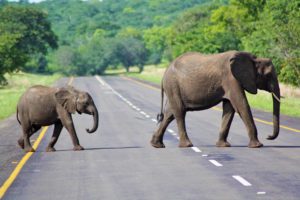 elephants chobe national park botswana