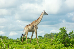 giraffe chobe national park botswana safari