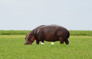 hippo chobe national park botswana