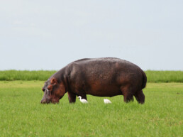 hippo chobe national park botswana