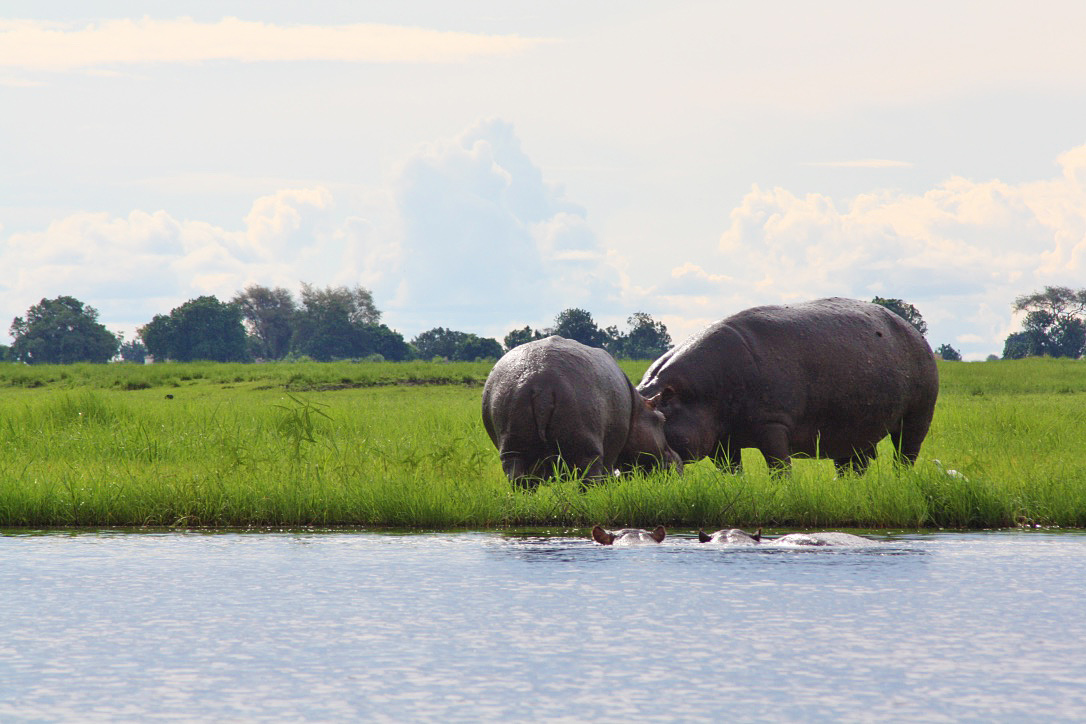 hippos chobe national park botswana