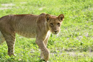 lion cub chobe national park botswana