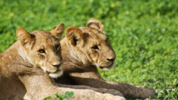 lion cubs chobe national park botswana