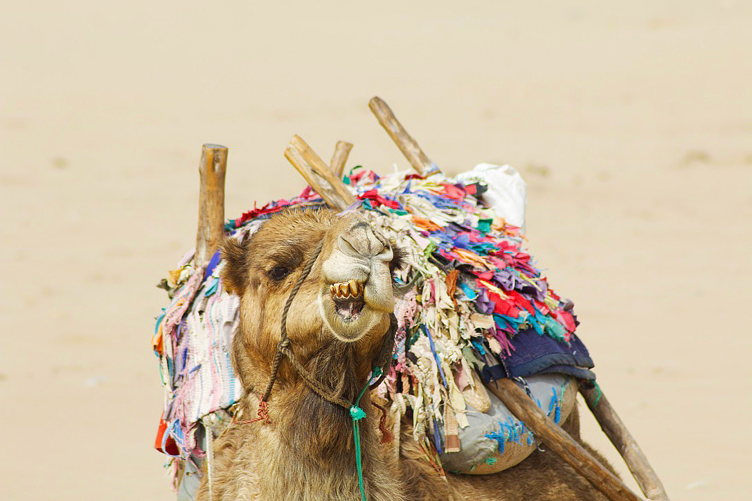 camel beach essaouira karma surf retreat