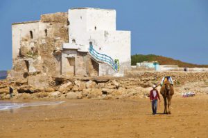 Camel at Sidi Kaouki beach in Morocco
