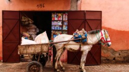 Donkey transport in the medina of Marrakech