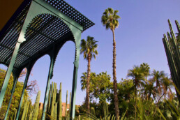 garden palmtrees jardin majorelle marrakech morocco
