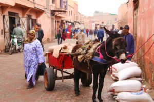 streets marrakech medina donkey morocco