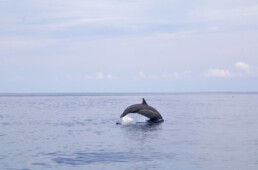 dolphins boat trip simeulue island sumatra