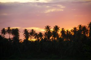 sunset palmtrees simeulue island sumatra