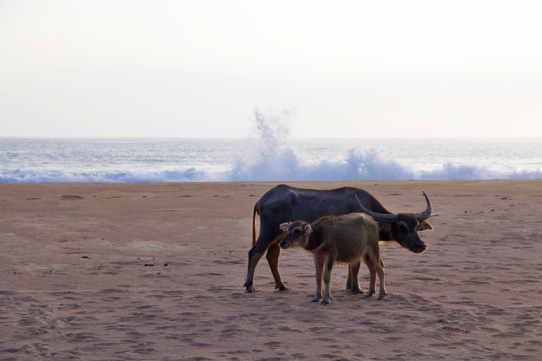 Water buffaloes on the beach on Simeulue Island Sumatra