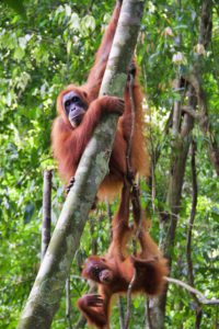 baby orangutans bukit lawang jungle trekking sumatra