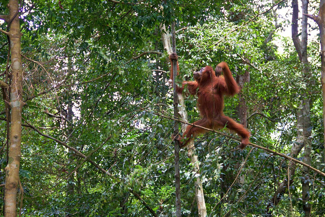 bukit lawang jungle orangutan trees sumatra