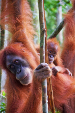 bukit lawang jungle trekking orangutans baby sumatra