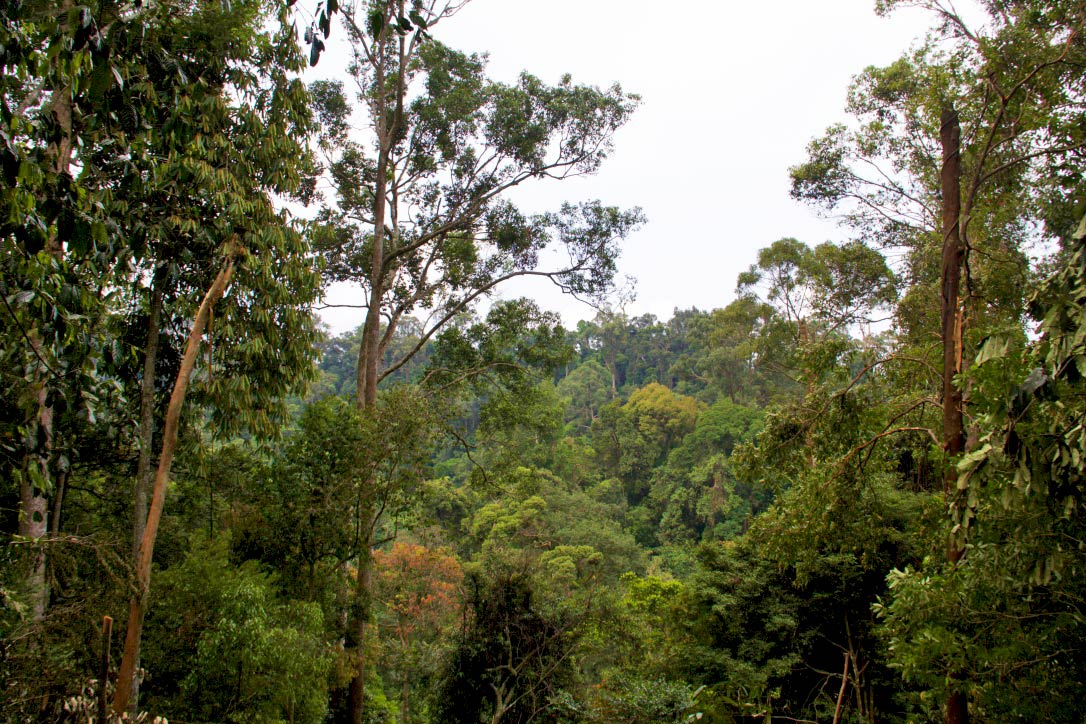 gunung leuser national park bukit lawang jungle sumatra