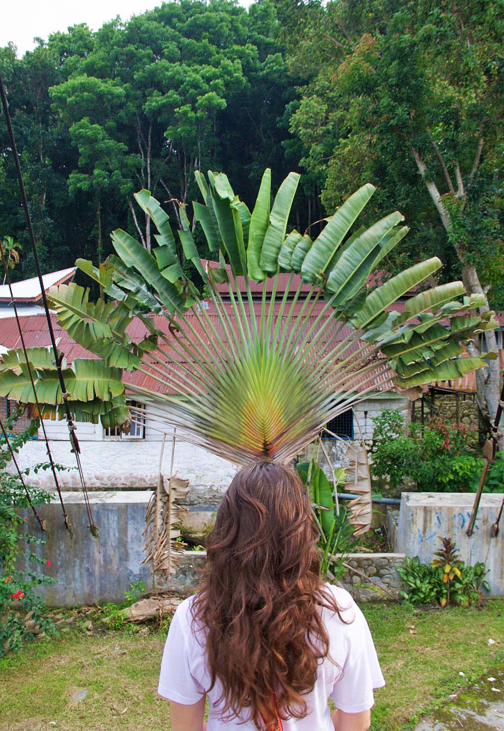 jungle bukit lawang palm sumatra