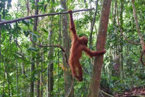 jungle bukit lawang playing baby orangutan sumatra