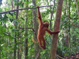 jungle bukit lawang playing baby orangutan sumatra