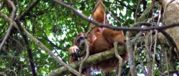 jungle orangutan bukit lawang trekking sumatra