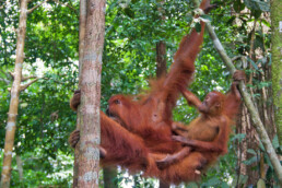 jungle sumatra orangutans bukit lawang trekking