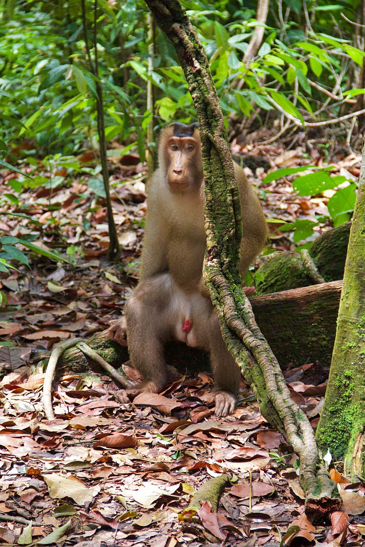 jungle trekking bukit lawang monkey sumatra