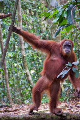 mina orangutan sumatra jungle bukit lawang