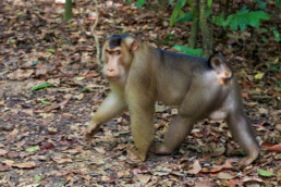 Monkey in Gunung Leuser national park in Sumatra