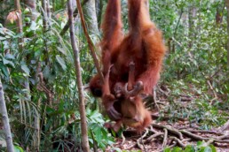orangutan baby bukit lawang jungle trekking sumatra