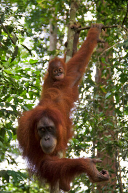 orangutan baby mother jungle bukit lawang sumatra