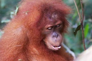 orangutan portret bukit lawang jungle sumatra