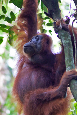 Orangutan in a tree in the jungle of Gunung Leuser National Park sumatra
